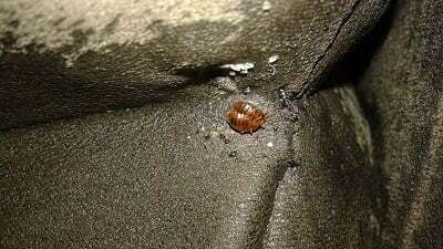 The Importance of Regular Pest Inspections for Perth Properties