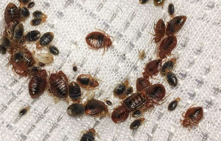 Eco-Friendly Pest Control: How We Keep Your Home Safe and Sustainable