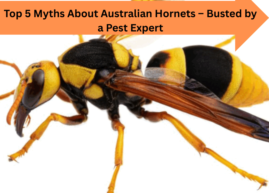 Top 5 Myths About Australian Hornets – Busted by a Pest Expert