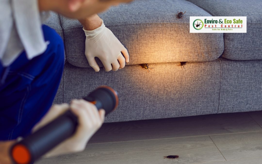 Your Guide to Cockroach Pest Control in Perth – Treatments That Work