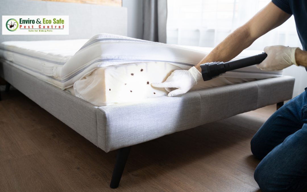 Complete Guide to Bed Bug Pest Control Perth Residents Can Rely On