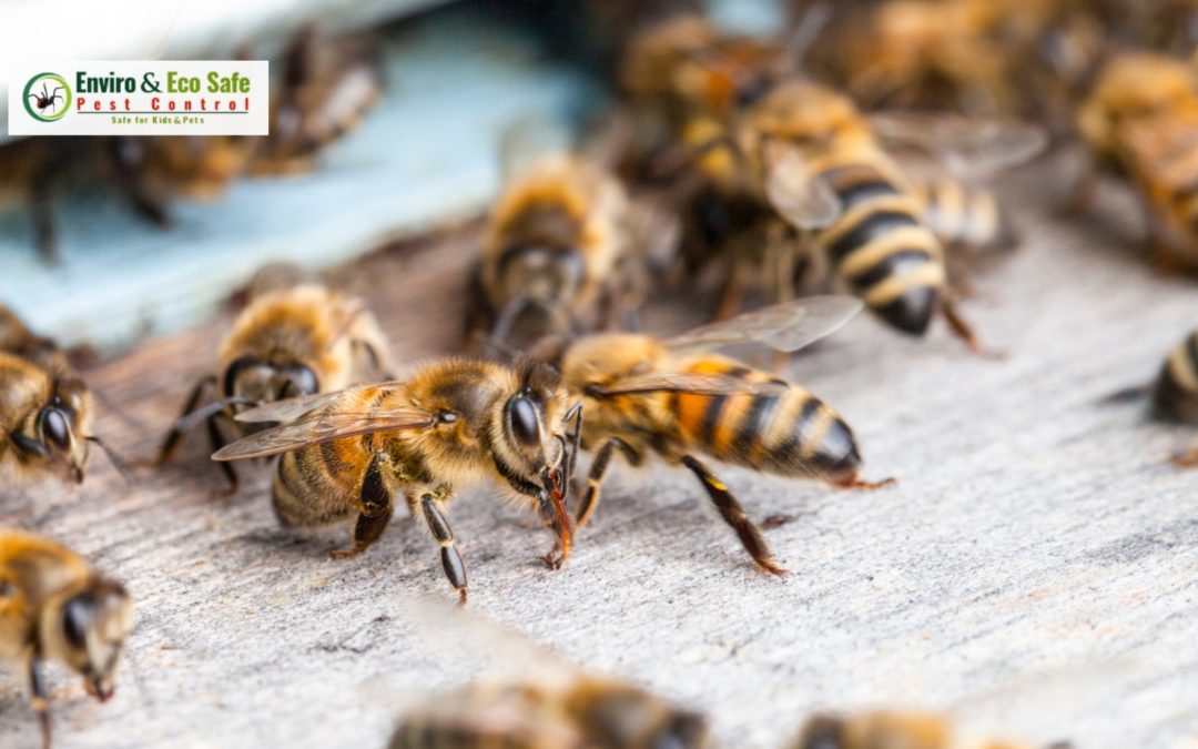 Bee Pest Control Perth: Protecting Homes & Businesses the Eco-Friendly Way