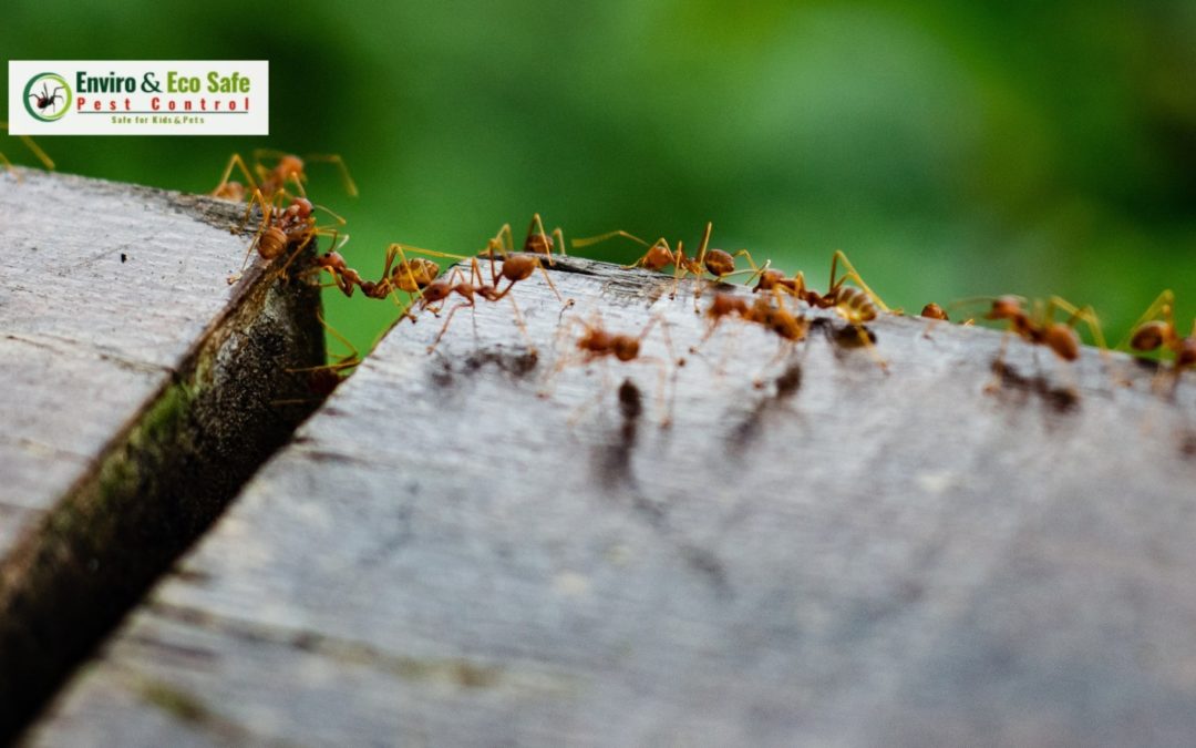 Ant Infestations in Perth? Here’s What You Can Do Now