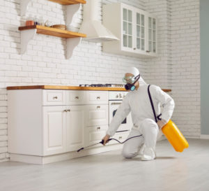 Pest Control Perth, Affordable Pest Control Services Perth