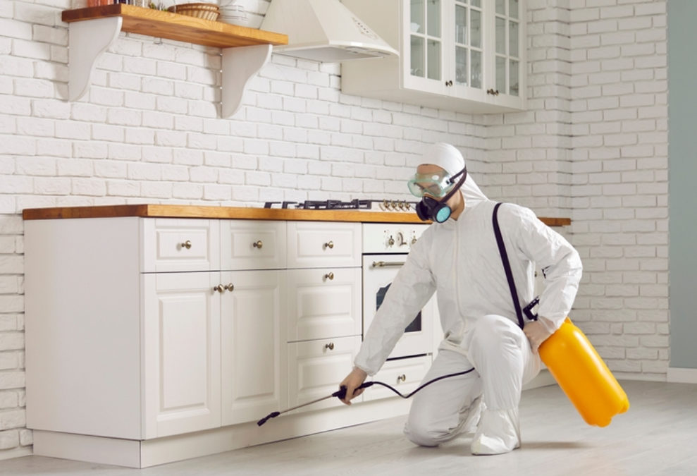 How Weather Conditions in Perth Influence Pest Activity