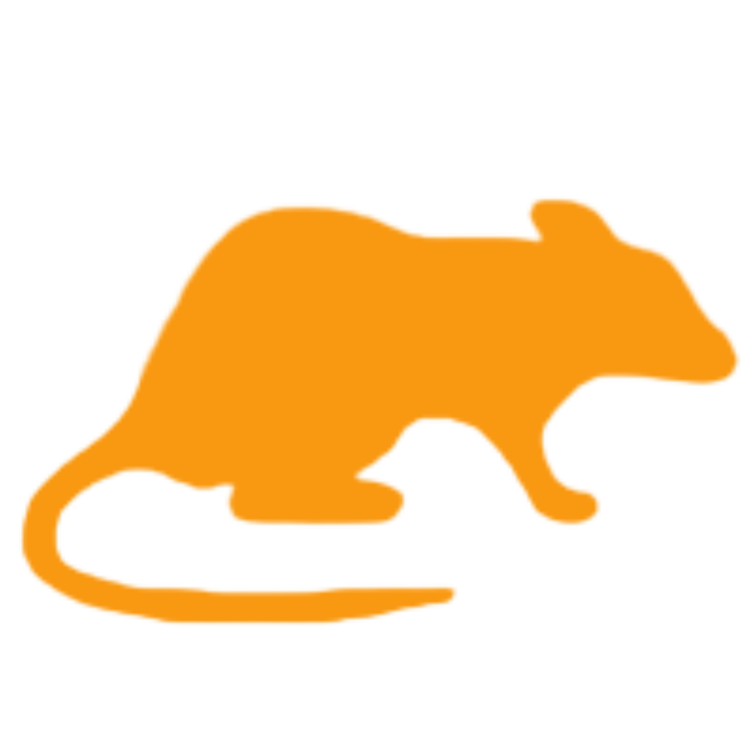 Rat