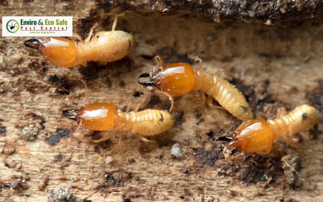 From Termites to Bed Bugs Perth’s Safe & Green Pest Control Experts