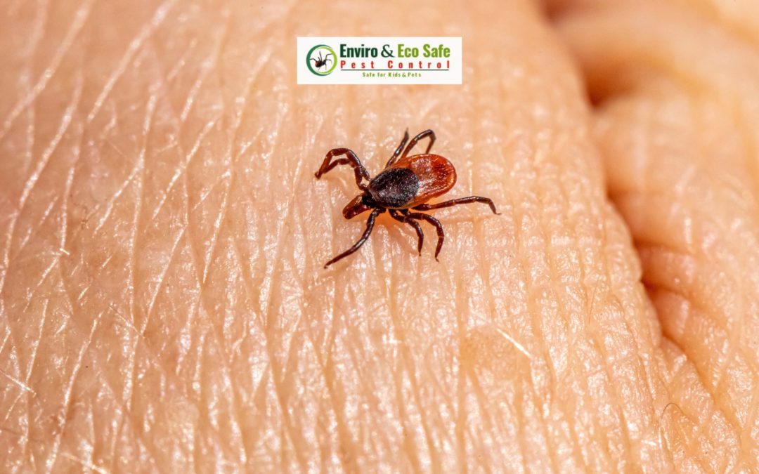 Effective Ticks Pest Control in Perth: Prevention, Treatment & Long-Term Protection