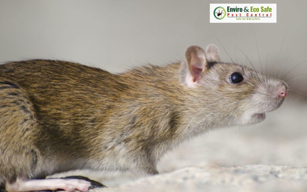Rodent Control In Perth: Protecting Your Property The Eco-Friendly Way