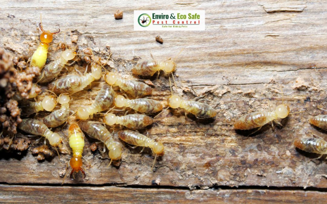Termite Pest Control Perth Proven Eco Safe Techniques to Protect Your Property