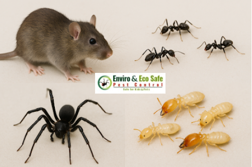 Why Autumn Is the Peak Season for Pests in Perth (2026 Guide)