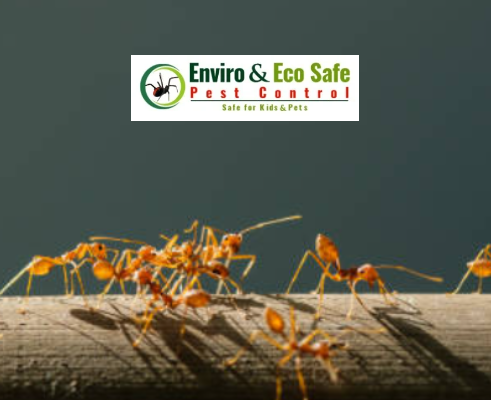 Ant Invasion Alert : Coastal Brown Ants Surging Across Perth This April