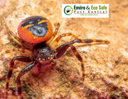 Perth’s Most Dangerous Spiders – Redback, White-Tail & Huntsman Control Guide