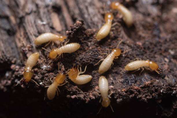 Termite Swarming Season in Perth: What Those Flying Termites Could Mean